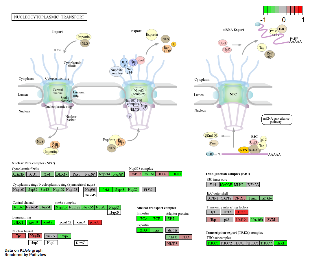 RNA Transport