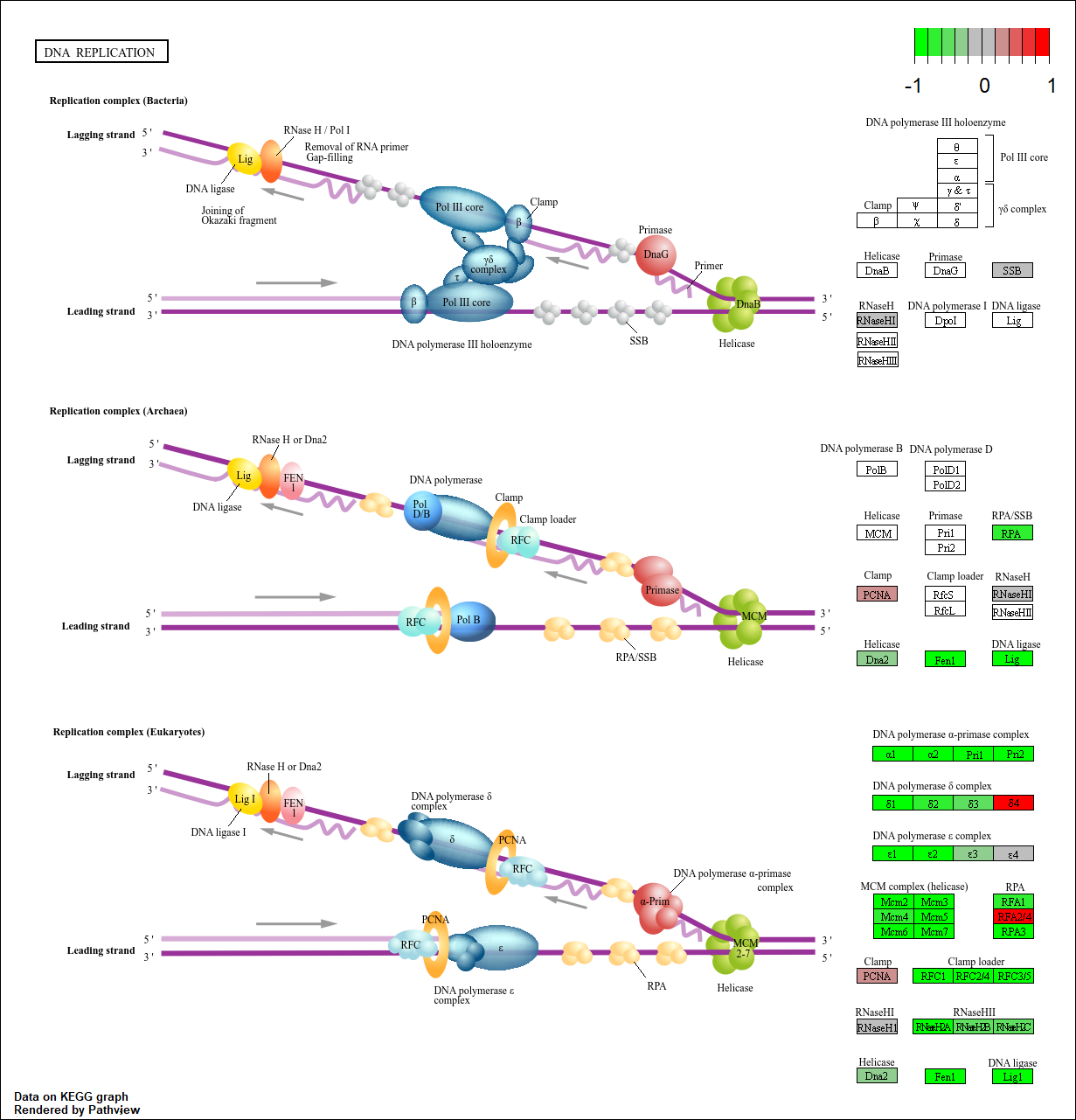 DNA Replication